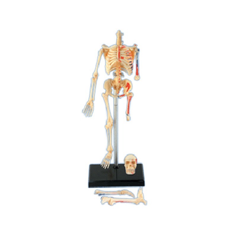 4d Menschliches Vollskelett An – Medical Lab Technology Bewertung und Preis